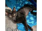 Adopt Sunday a All Black Domestic Shorthair / Mixed cat in South Haven
