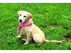 Adopt Sage a Tan/Yellow/Fawn Labrador Retriever / Mixed dog in Muldrow