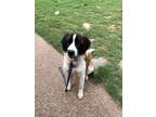 Adopt Lucy a Tricolor (Tan/Brown & Black & White) St. Bernard / Mixed dog in