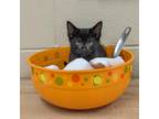 Adopt Apple Jacks a All Black Domestic Shorthair / Mixed cat in Newport