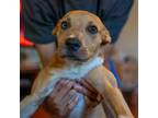 Adopt Vanni a Mixed Breed (Medium) / Mixed dog in Rancho Santa Fe, CA (38626407)