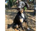 Adopt Rikki a Mixed Breed (Medium) / Mixed dog in Rancho Santa Fe, CA (38626406)