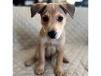 Adopt Anders a Mixed Breed (Medium) / Mixed dog in Rancho Santa Fe