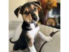 Adopt Arielle a Mixed Breed (Medium) / Mixed dog in Rancho Santa Fe