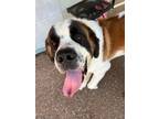 Adopt Mork a Tricolor (Tan/Brown & Black & White) St. Bernard / Mixed dog in