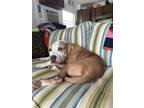 Adopt Ronnie / Robin a White - with Brown or Chocolate American Pit Bull Terrier
