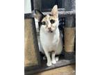 Adopt Journey a Calico or Dilute Calico Calico (short coat) cat in Fallbrook