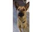 Adopt Iggy a Brown/Chocolate - with Tan German Shepherd Dog / Labrador Retriever