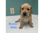 Adopt Bruno a Tan/Yellow/Fawn Labrador Retriever dog in Whiteville