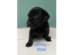 Adopt Johnny a Black Labrador Retriever dog in Whiteville, NC (38626133)