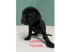Adopt Loretta a Black Labrador Retriever dog in Whiteville, NC (38626132)