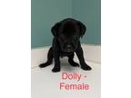 Adopt Dolly a Black Labrador Retriever dog in Whiteville, NC (38626131)