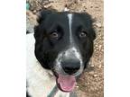 Adopt CARRIEBOO (Middle East) yo a Black - with White English Springer Spaniel /