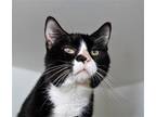 Adopt Chuck a Black & White or Tuxedo Domestic Shorthair / Mixed (short coat)