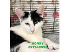 Adopt Honey - # 10 a All Black Domestic Shorthair / Domestic Shorthair / Mixed