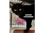 Adopt Junior =- # 11 a All Black Domestic Shorthair / Domestic Shorthair / Mixed