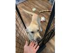 Adopt phillip a White Labrador Retriever / Mixed dog in Massillon, OH (38625895)