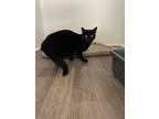 Adopt sophia a All Black Domestic Shorthair cat in Massillon, OH (38625883)