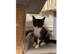 Adopt Lucia Bulgarelli a All Black Domestic Shorthair / Domestic Shorthair /