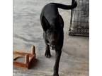 Adopt Tipsy a Black Husky / Belgian Malinois / Mixed dog in Midland