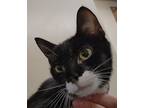 Adopt Baker a Domestic Shorthair / Mixed cat in Lexington, KY (38616802)