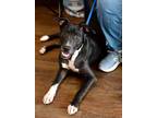 Adopt Nash a Labrador Retriever / Terrier (Unknown Type, Small) / Mixed dog in