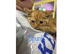 Adopt Spunk a Orange or Red Domestic Shorthair / Domestic Shorthair / Mixed cat