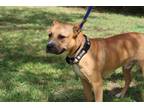 Adopt Wolfred a Red/Golden/Orange/Chestnut - with White American Staffordshire