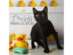 Adopt Tommy a All Black Domestic Shorthair / Mixed cat in Yuma, AZ (38621558)