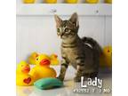 Adopt Lady a Brown or Chocolate Domestic Shorthair / Mixed cat in Yuma