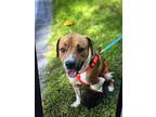 Adopt Petey a Tan/Yellow/Fawn - with White Mixed Breed (Medium) / American