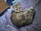 Adopt Lucille a Tortoiseshell Domestic Mediumhair (medium coat) cat in