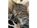 Adopt Rex a Tan or Fawn Tabby Domestic Shorthair (short coat) cat in Edmond