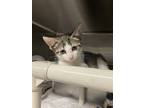 Adopt Nyet a Tan or Fawn Domestic Shorthair / Domestic Shorthair / Mixed cat in