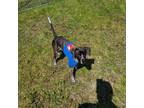 Adopt Harvest a Merle Pointer / Mixed Breed (Medium) / Mixed dog in Queensbury