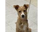 Adopt Rascel a Tan/Yellow/Fawn Terrier (Unknown Type, Small) / Mixed dog in