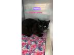 Adopt Hailey a All Black Domestic Shorthair / Domestic Shorthair / Mixed cat in