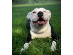 Adopt Cookie a White American Pit Bull Terrier / Mixed dog in Morton Grove