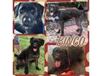 Adopt Bingo a Black Labrador Retriever / Poodle (Standard) / Mixed dog in Grand