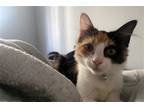 Adopt Bubbles a Calico or Dilute Calico Domestic Mediumhair / Mixed cat in Los