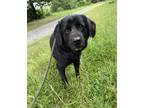 Adopt Momo a Black Labrador Retriever / Mixed dog in Heber Springs