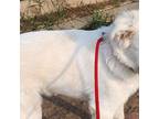Adopt Buddy a White Great Pyrenees / Siberian Husky / Mixed dog in Austin