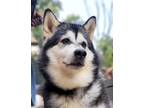 Adopt Duchess a Gray/Silver/Salt & Pepper - with White Alaskan Malamute / Mixed