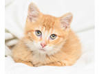 Adopt Thunder a Orange or Red Domestic Shorthair / Domestic Shorthair / Mixed