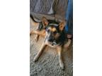 Adopt Dixie a Brown/Chocolate - with Black Australian Kelpie / Mixed dog in