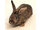 Adopt Buns a Flemish Giant / Mixed rabbit in Show Low, AZ (38622953)