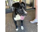 Adopt Waylon a Black Border Collie / Mixed dog in Ponca City, OK (38357155)