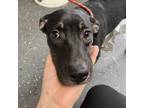 Adopt Nala a Black Mixed Breed (Medium) / Mixed dog in Columbiana, AL (38622849)