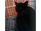 Adopt (FS) Micah a All Black Domestic Shorthair / Mixed cat in Cabot
