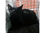 Adopt Mila a All Black Domestic Shorthair / Mixed cat in Cabot, AR (38622749)